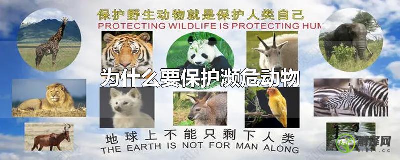 为什么要保护濒危动物？