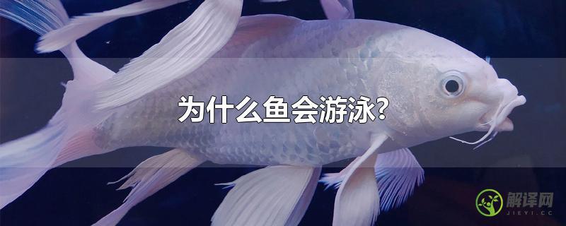 为什么鱼会游泳?？