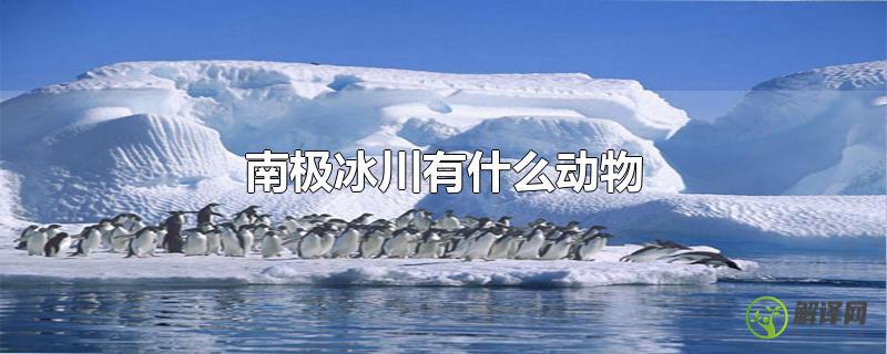 南极冰川有什么动物？