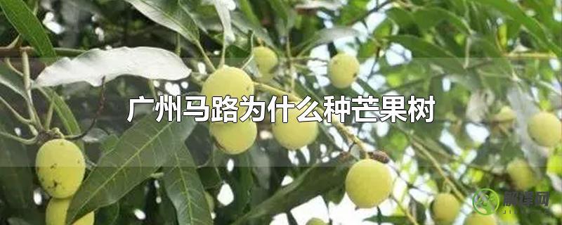 广州马路为什么种芒果树？