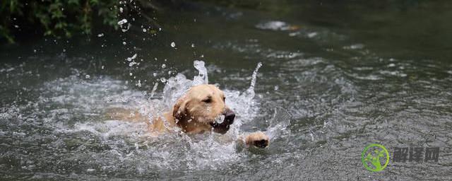 水贼过河甭使狗抛的意思，水贼过河甭使狗抛是什么意思？
