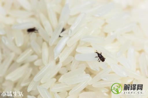 米放久了会出现的虫子从哪里来的？