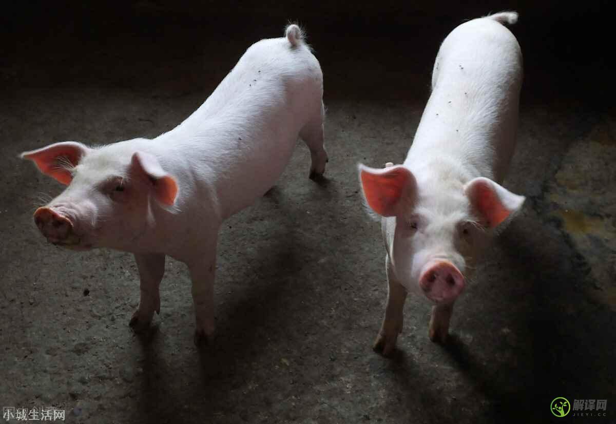 8月猪价最新价格,养猪户亏损严重为什么坚持不卖？