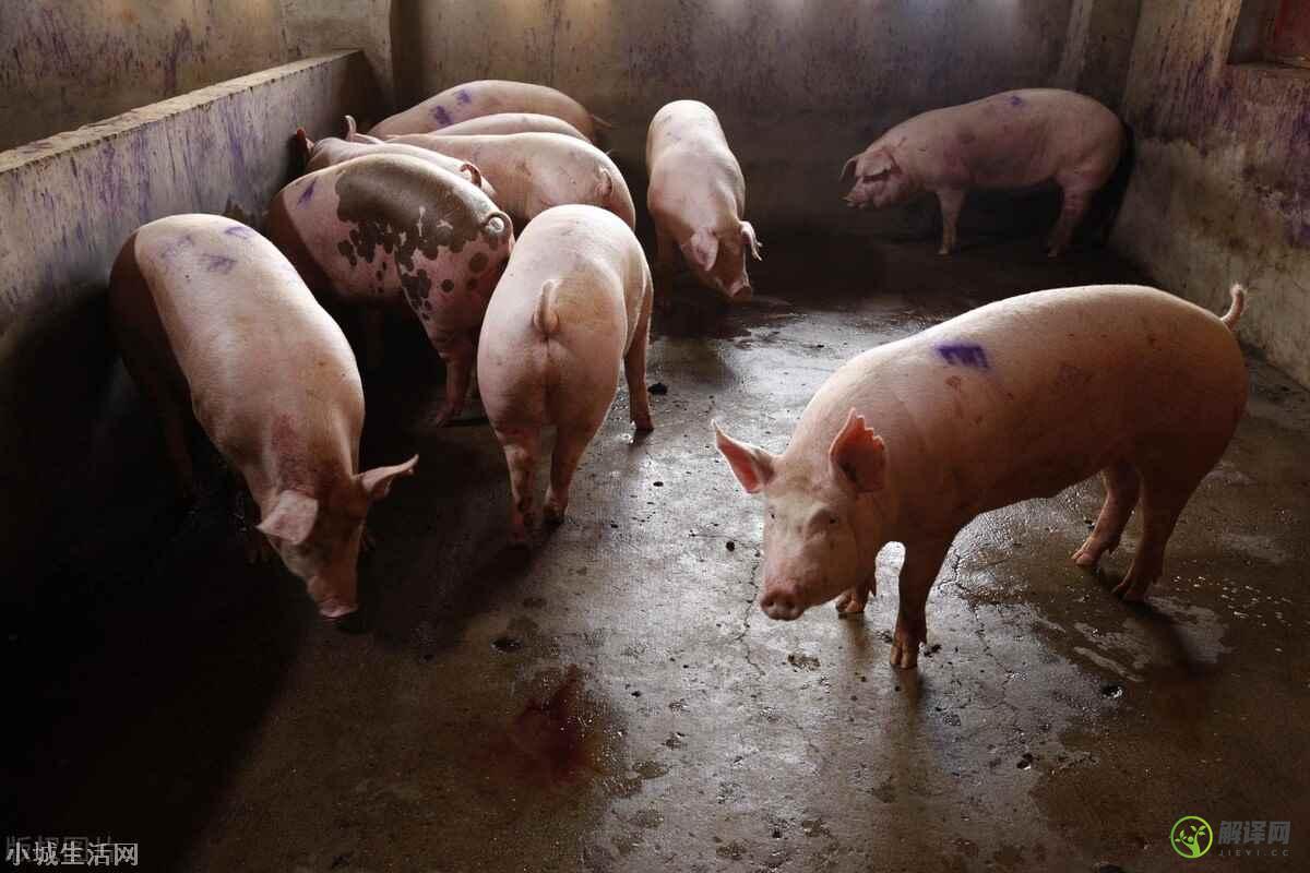 8月猪价最新价格,养猪户亏损严重为什么坚持不卖？