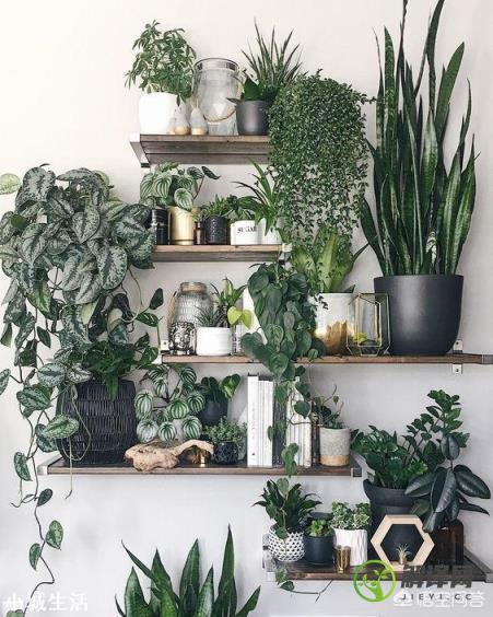 如何选择家居植物？