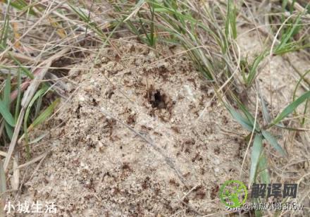 花盆中出现蚂蚁，会危害花的生长吗？