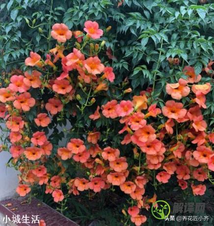 北京地区可以种“凌霄花”吗？