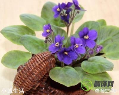 紫罗兰，满盆皆花、花香浓郁，盆栽要如何管理呢？