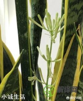 虎皮兰在长势很好的情况下，几年可以开花？