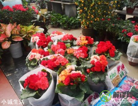 需要用大花盆养丽格海棠吗？