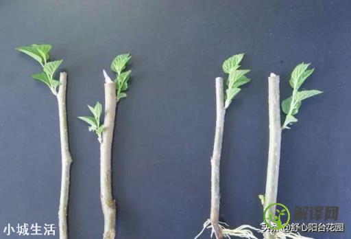 怎样能让扦插的植物的根系发达？