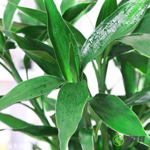 水培富贵竹能喷磷酸二氢钾吗？