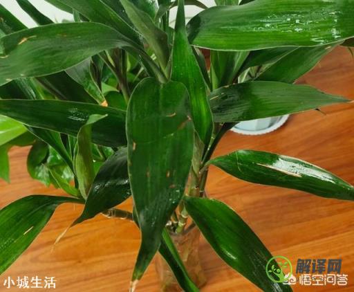 水培富贵竹能喷磷酸二氢钾吗？