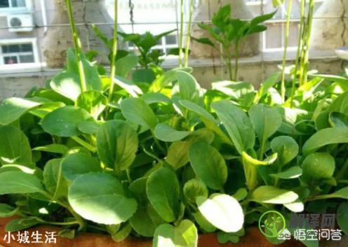 阳台如何种植蔬菜？