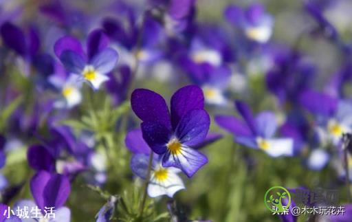 紫罗兰，满盆皆花、花香浓郁，盆栽要如何管理呢？