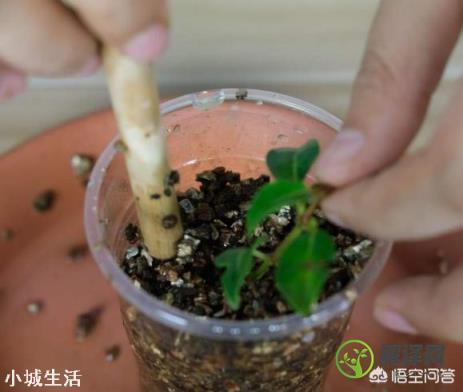 怎样能让扦插的植物的根系发达？
