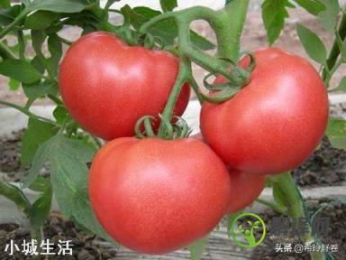 西红柿有几种好吃的做法？