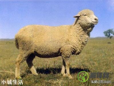 中国哪个地方的羊肉最出名？