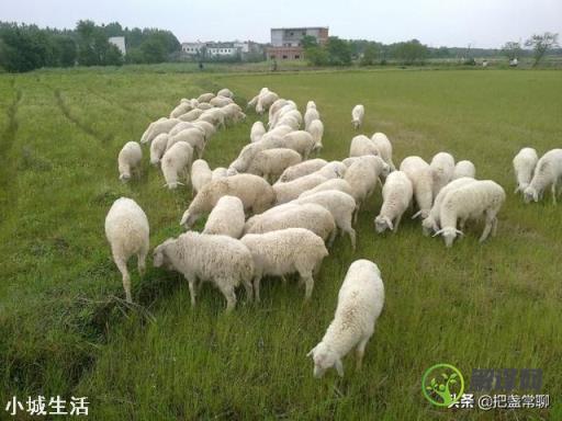 中国哪个地方的羊肉最出名？