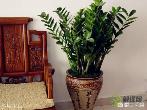 客厅里面放什么植物比较好？