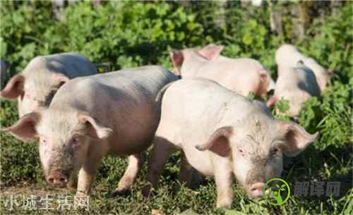 消费旺季来临8月猪价反弹,猪价会持续上涨吗？