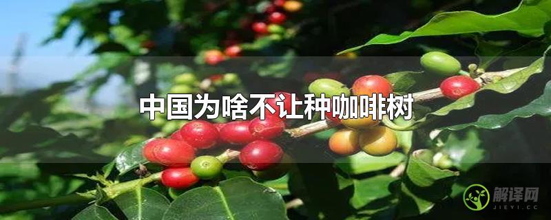 中国为啥不让种咖啡树？