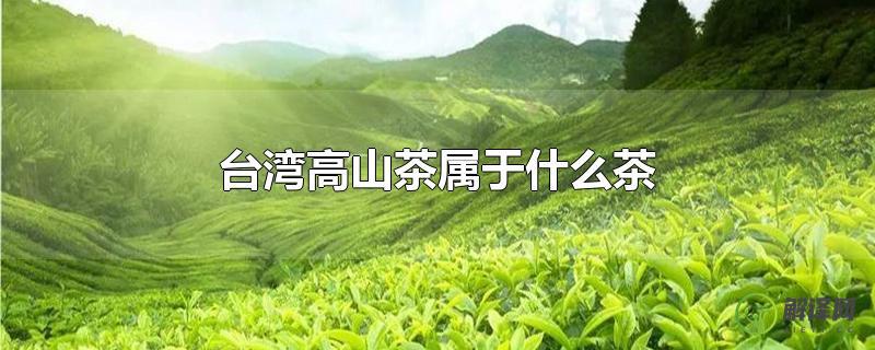台湾高山茶属于什么茶？