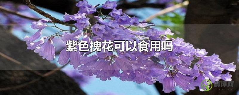 紫色槐花可以食用吗？