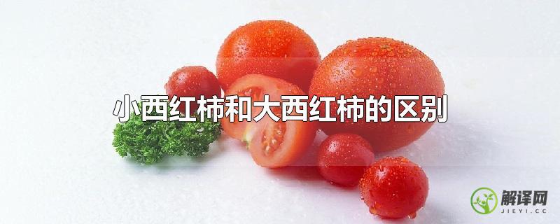 小西红柿和大西红柿的区别？