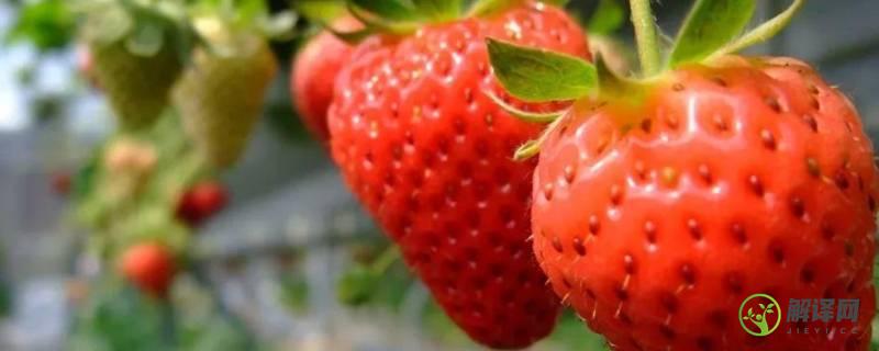 草莓是水果吗(草莓是什么样的水果)