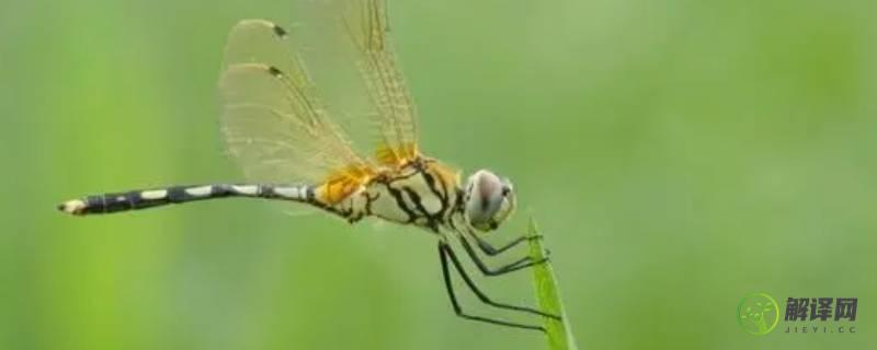 蜻蜓几条腿(蝉几条腿)