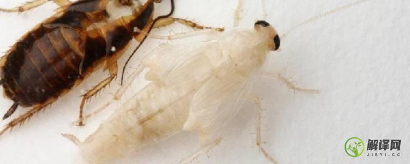白色的蟑螂是什么品种(有白色的蟑螂吗?)