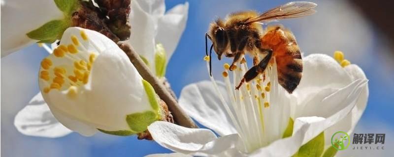 蜜蜂怎么采花蜜(蜜蜂怎么采花蜜 文字资料)