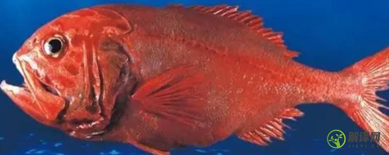 红色海鱼叫什么名字(红色的海鱼)