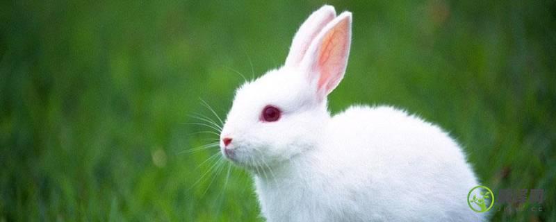 兔子是啮齿动物吗(兔子算不算啮齿动物)