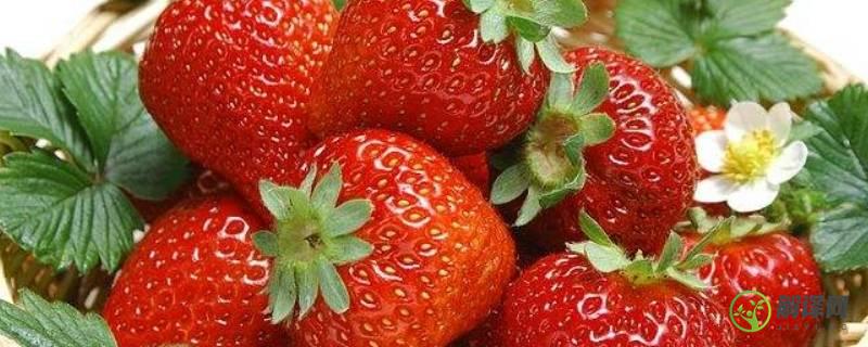 草莓可以保存多少天(草莓保存时间多长)