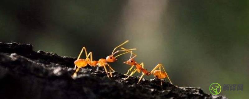 蚂蚁搬家的过程(蚂蚁搬家的过程20字)