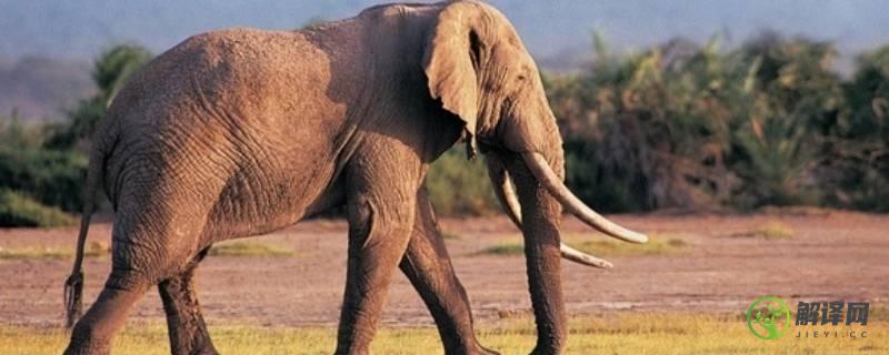 大象有多重(大象有多重多少千克)