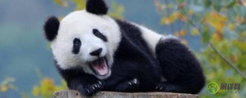 大熊猫寿命(大熊猫寿命30岁相当于人类多少岁)