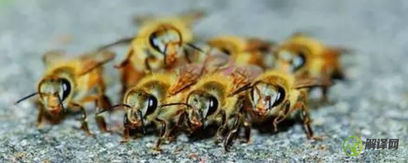 蜜蜂的秘密有哪些(蜜蜂的秘密有哪些作文350字)