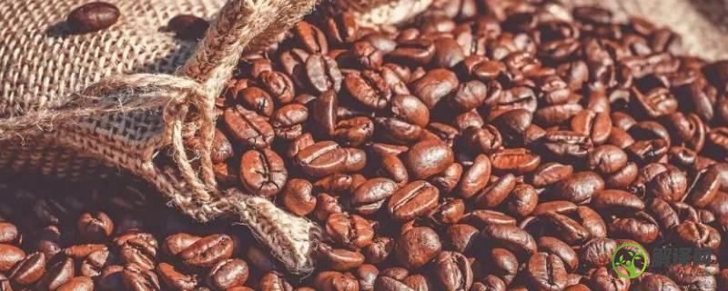 咖啡豆的品种有哪些(常见的咖啡豆品种有哪些)