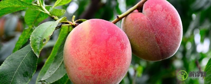 桃子的品种有哪些品种叫什么名字