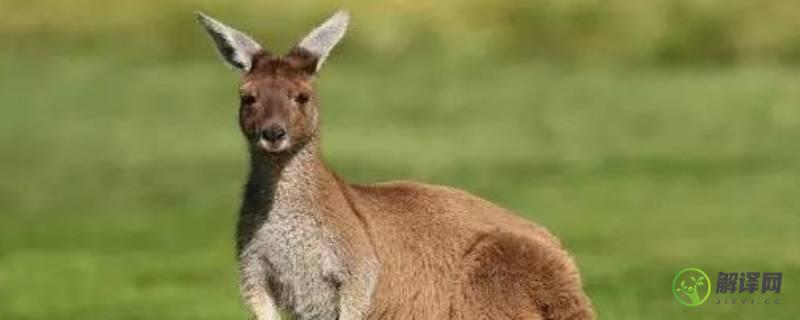 澳大利亚有哪些动物(澳大利亚有哪些动物泛滥)