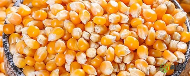 爆米花的玉米是哪种玉米(爆米花的玉米是什么品种玉米)
