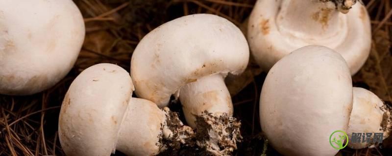 白色的蘑菇叫什么(长的白色的蘑菇叫什么)