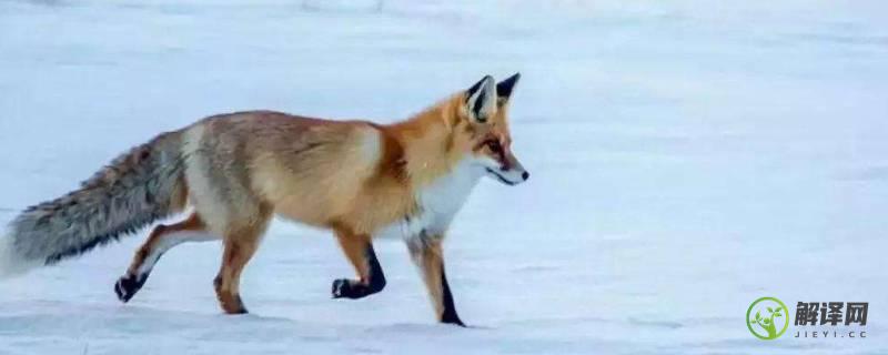 狐狸怕什么动物(什么最怕狐狸)