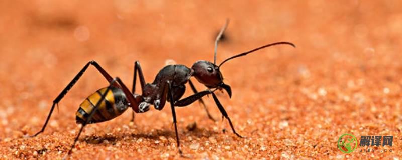 一只健全的蚂蚁有几只脚(蚂蚁有几双脚)