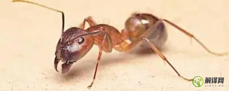 蚂蚁洞为什么是天然的指南针(蚁窝是天然指南针吗)