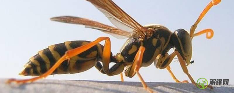 马蜂产不产蜂蜜(不产蜂蜜的蜜蜂)