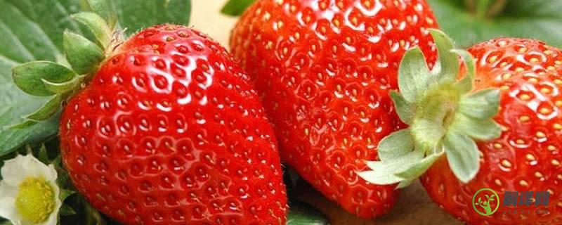 草莓是怎么形成的(草莓是怎么形成的播放视频)